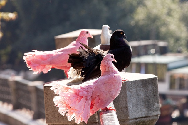 揭开竞争的 揭开竞争的
