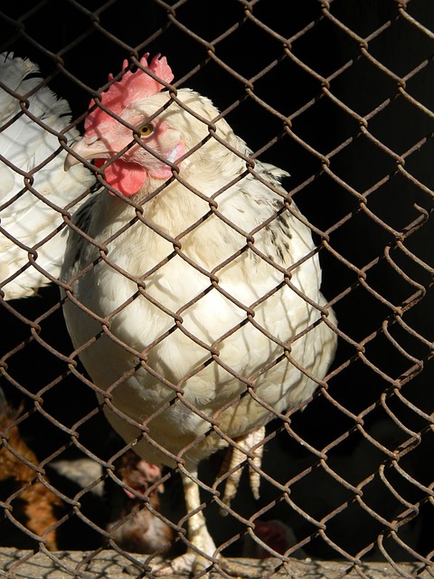 申京的崛起 申京的崛起